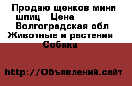 Продаю щенков мини шпиц › Цена ­ 25 000 - Волгоградская обл. Животные и растения » Собаки   